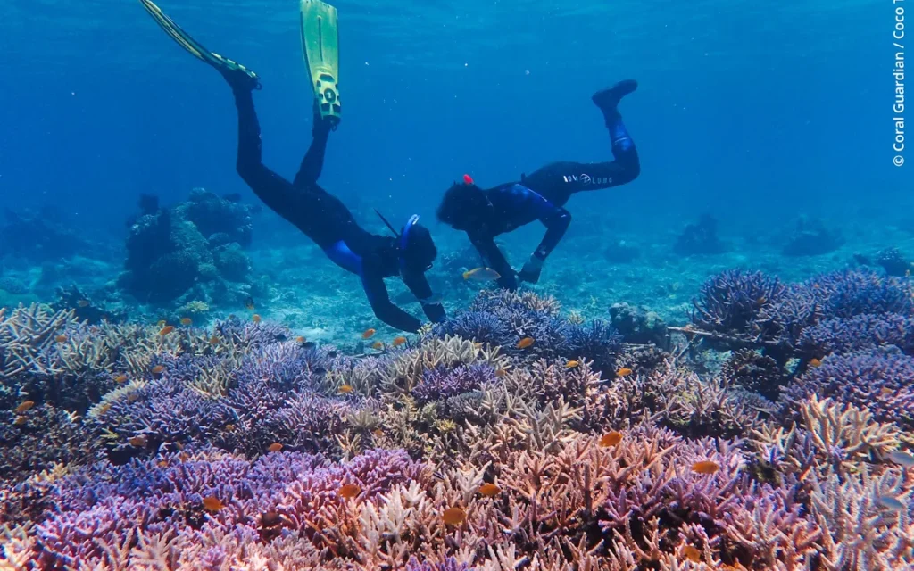 Plongeurs replantant le corail à Flores