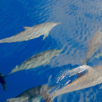 Dauphins