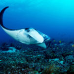 manta à komodo