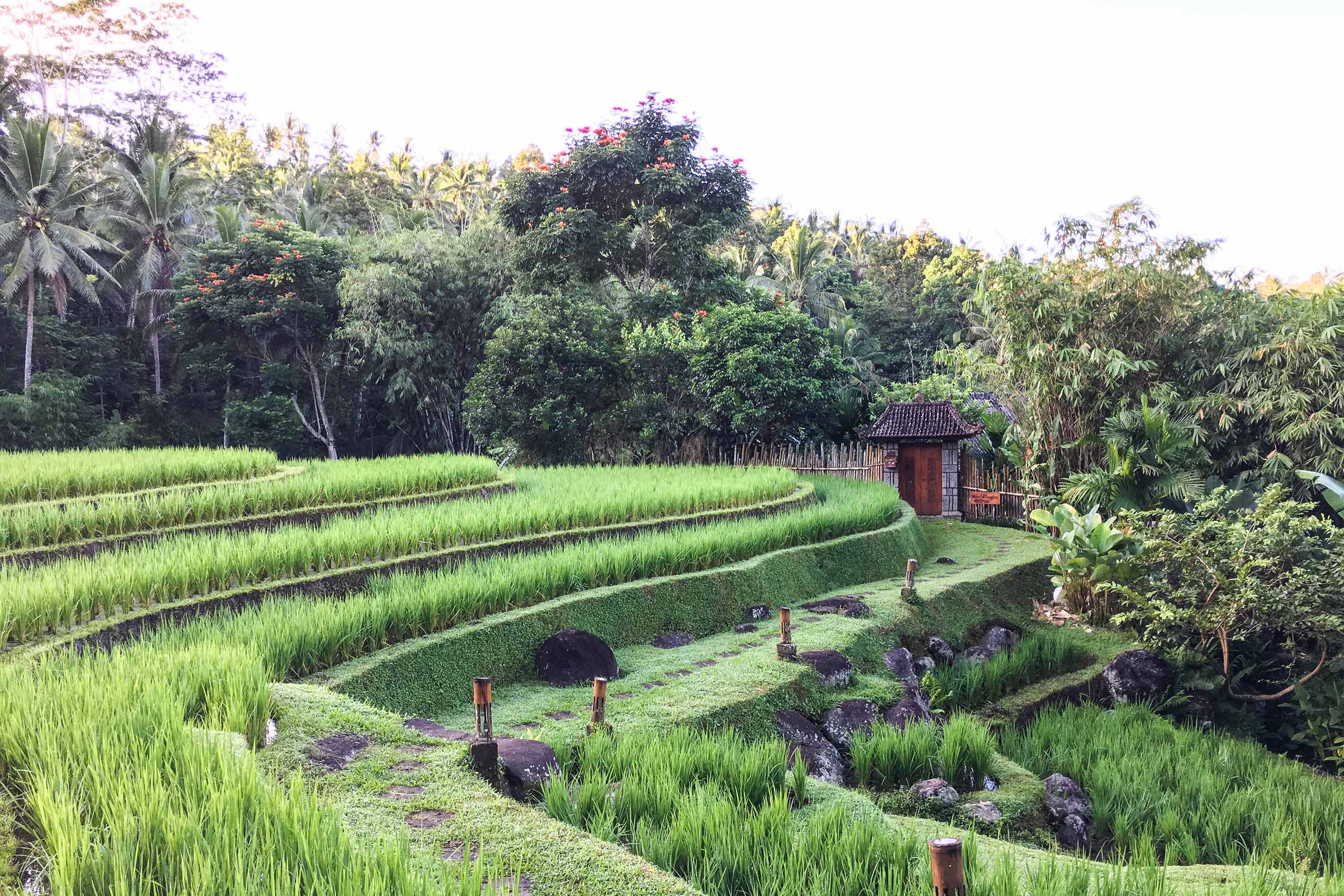 Mandara rizière bali éco-tourisme