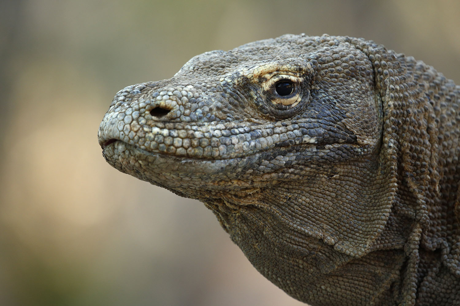Dragon de Komodo, voyage photo - copyright Jonathan Lhoir